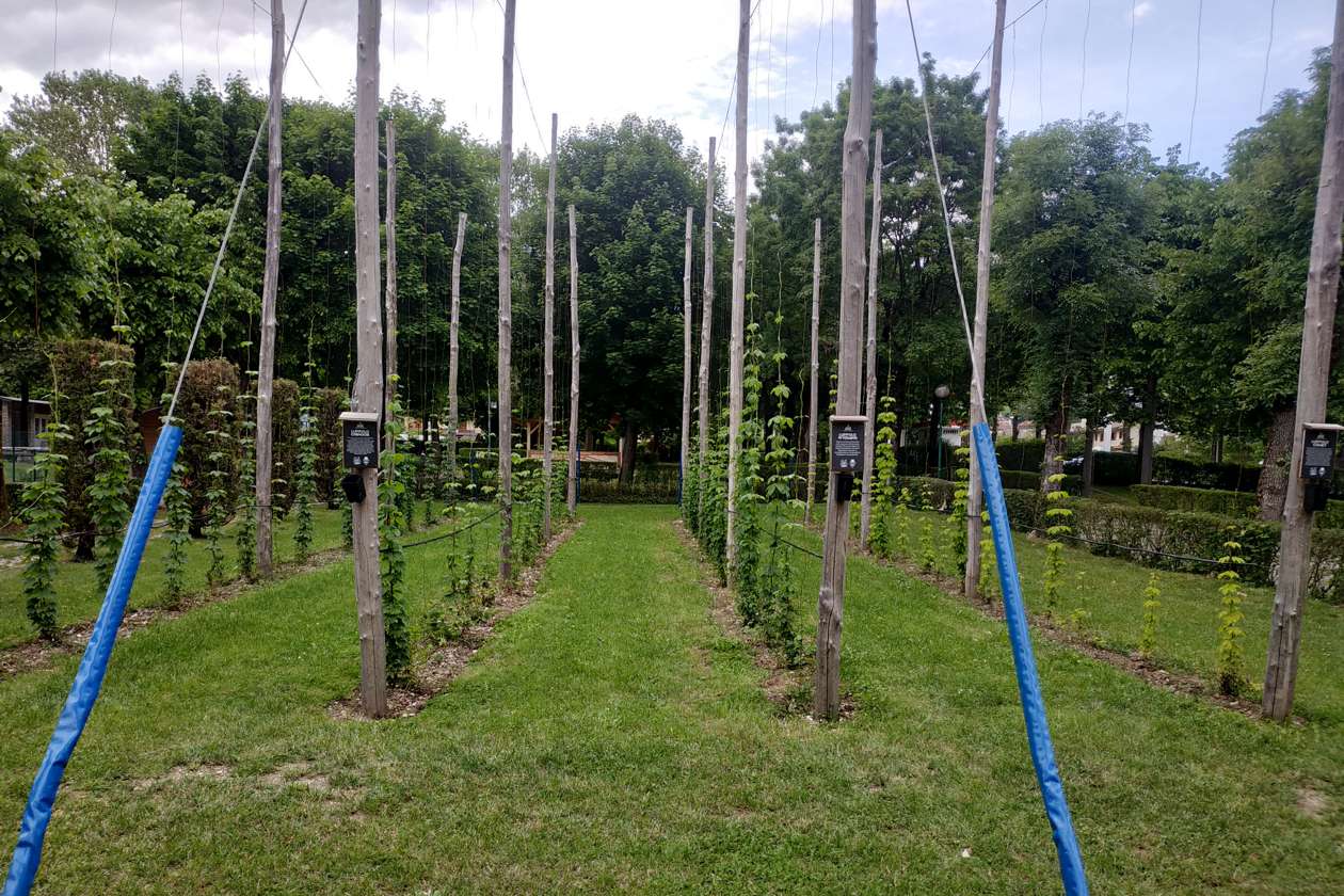Gorza S.r.l. - Impiego dei pali - Pali per vigneti e frutteti 