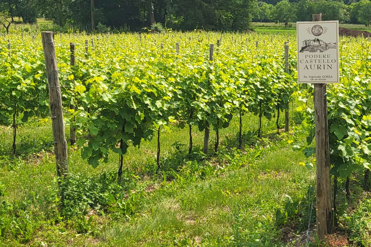 Gorza S.r.l. - Impiego dei pali - Pali per vigneti e frutteti 