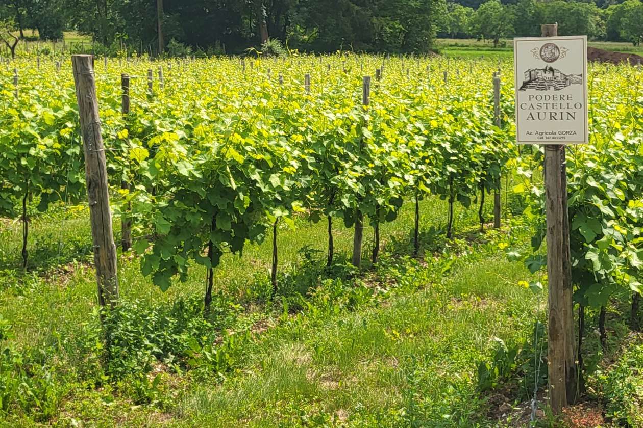 Gorza S.r.l. - Impiego dei pali - Pali per vigneti e frutteti 