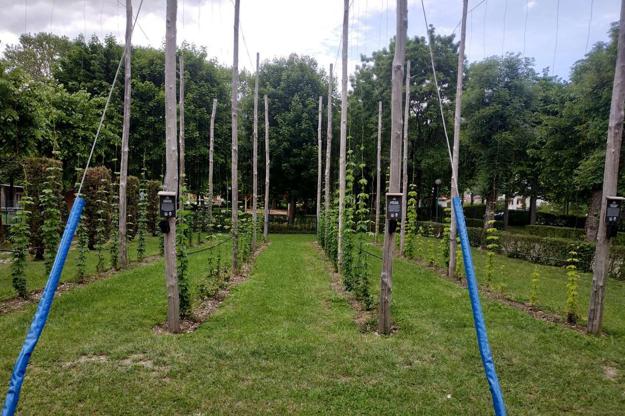 Gorza S.r.l. - Impiego dei pali - Pali per vigneti e frutteti 