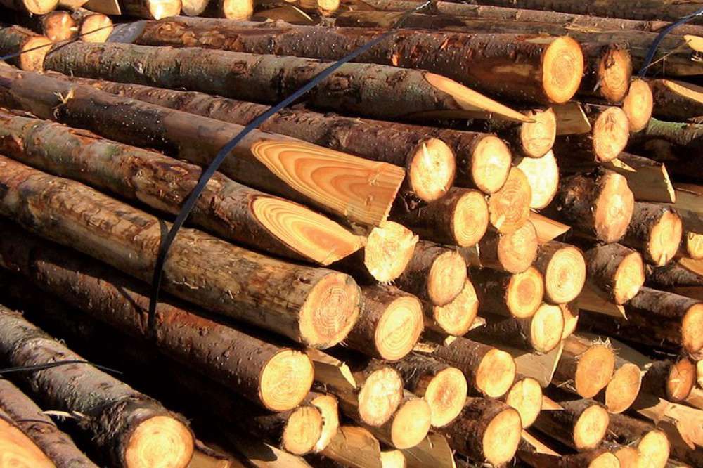 Gorza pali legno - Pali pino