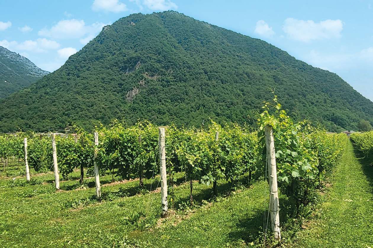Gorza S.r.l. - Impiego dei pali - Pali per vigneti e frutteti 